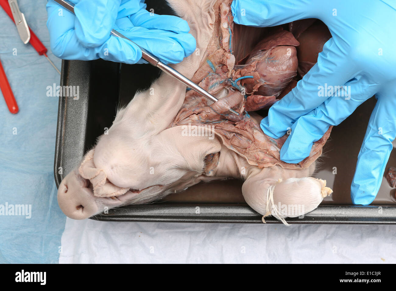 Anatomia dello studente una dissezione conserve di maiali fetali lavora con una sezione trasversale guardando la struttura del sistema renale Foto Stock