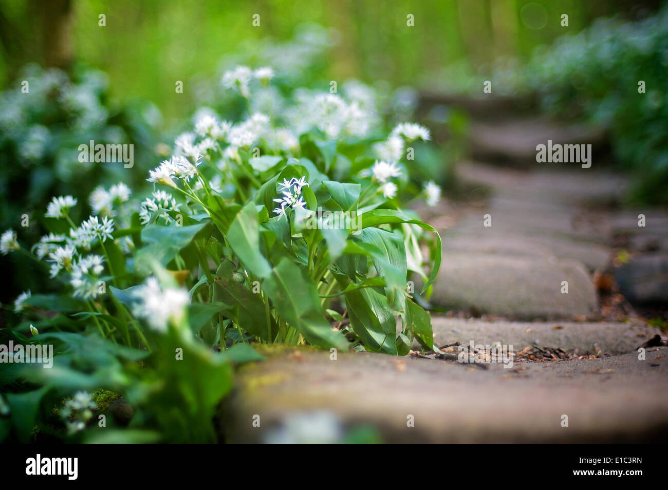 Fiori di Primavera in crescita del vecchio di gradini di pietra nel bosco Foto Stock