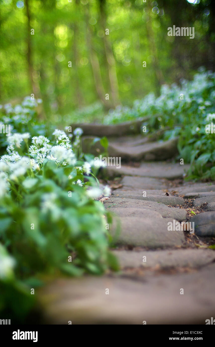 Aglio selvatico che cresce a fianco di vecchie scalate di pietra nel bosco Foto Stock