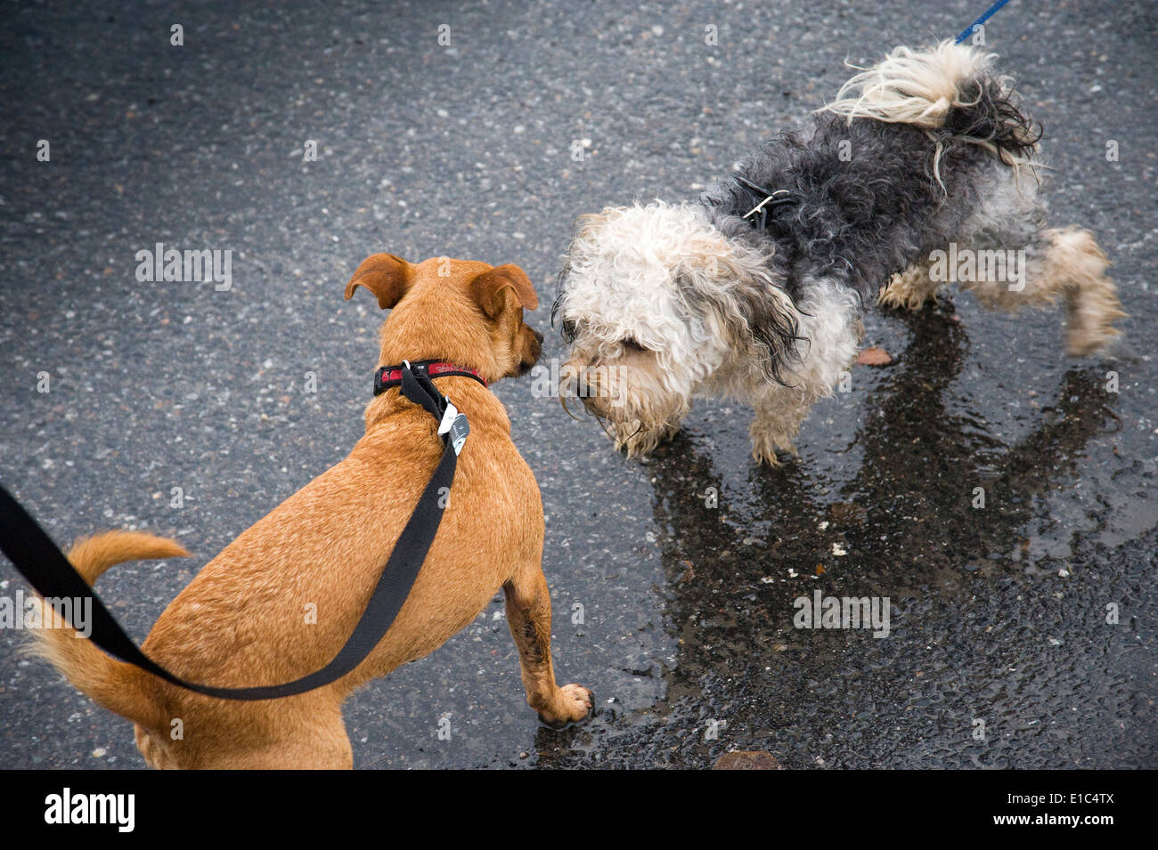 2 cani di piccola taglia incontro sulla strada Foto Stock