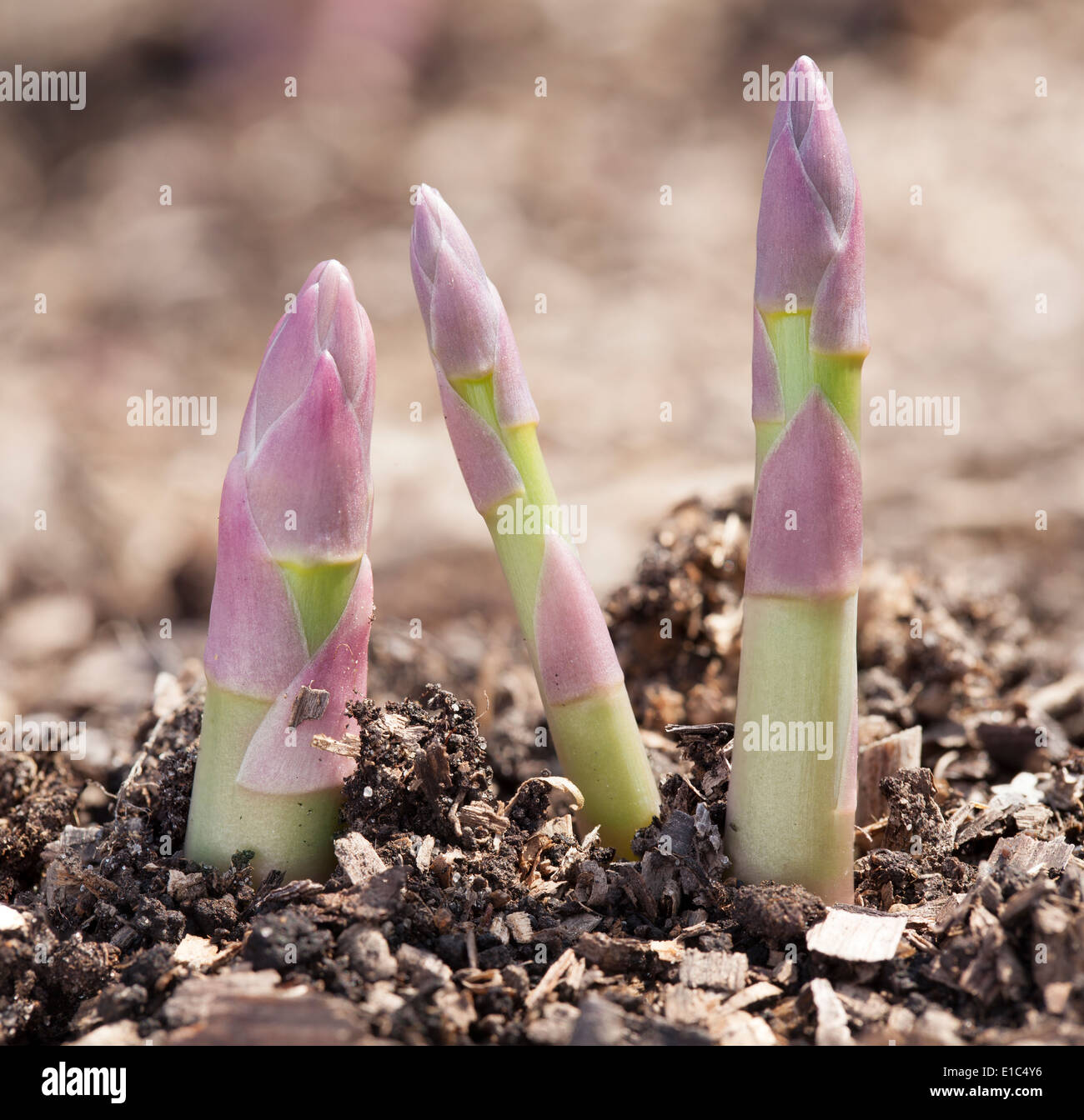 Processo di coltivazione di asparagi germogli. Foto Stock