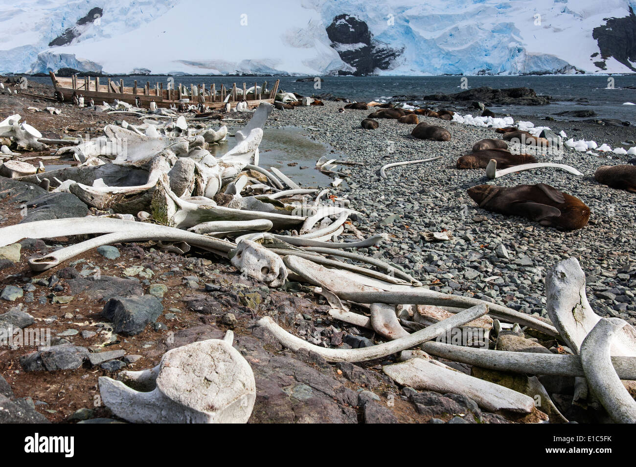 Balene ossa sparsi sulla spiaggia e le foche sulla riva. Foto Stock