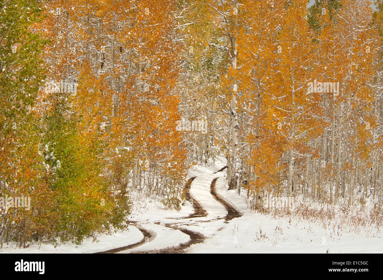 Una strada in Uinta Mountains, con la luce della neve sul terreno. Foto Stock