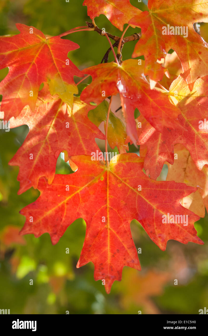 Rosso vivo arancio e foglie di acero in autunno. Foto Stock