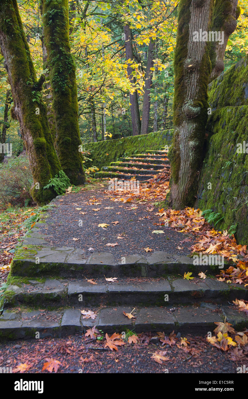 Un percorso e i passi attraverso il bosco in Columbia River Gorge. Foto Stock