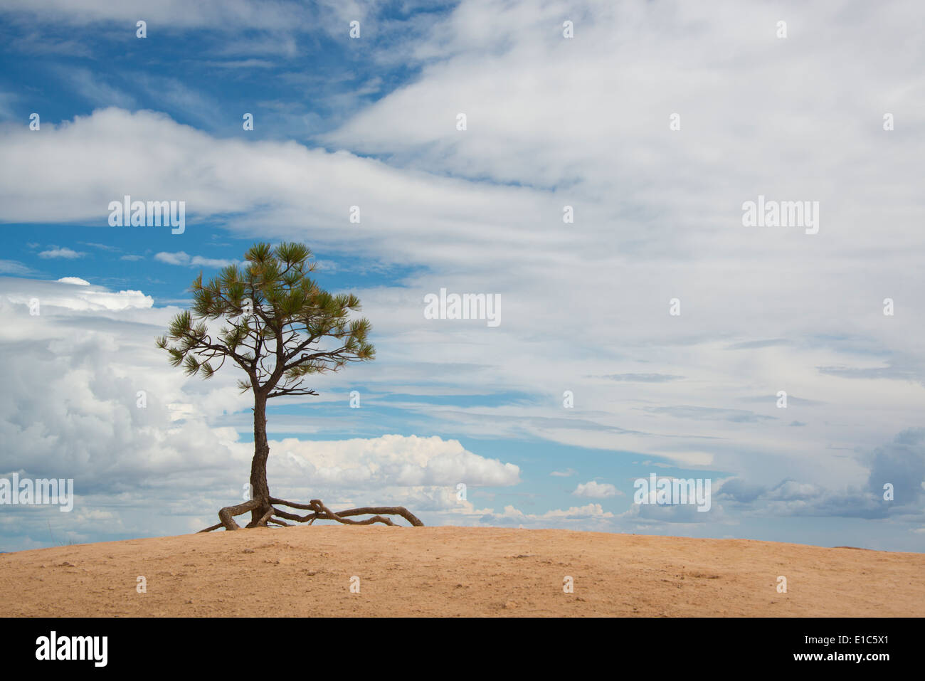 Un unico albero con radici aeree in un paesaggio desertico, nel parco nazionale di Bryce. Foto Stock