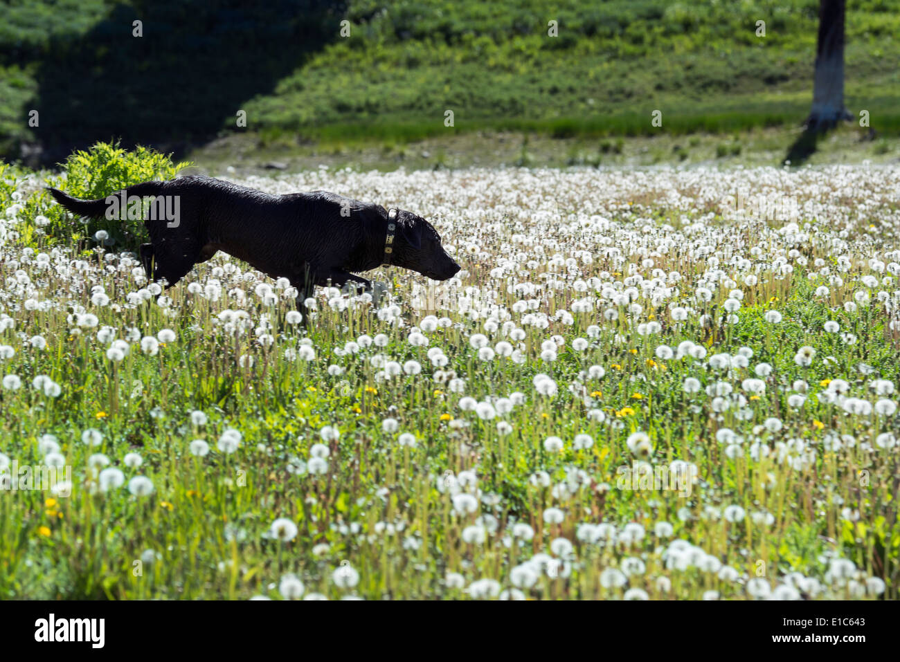 Un nero labrador cane in alti erba di prato. Foto Stock