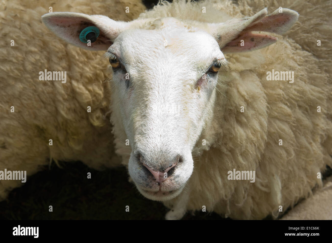 Pecore in una penna su una farm. Foto Stock