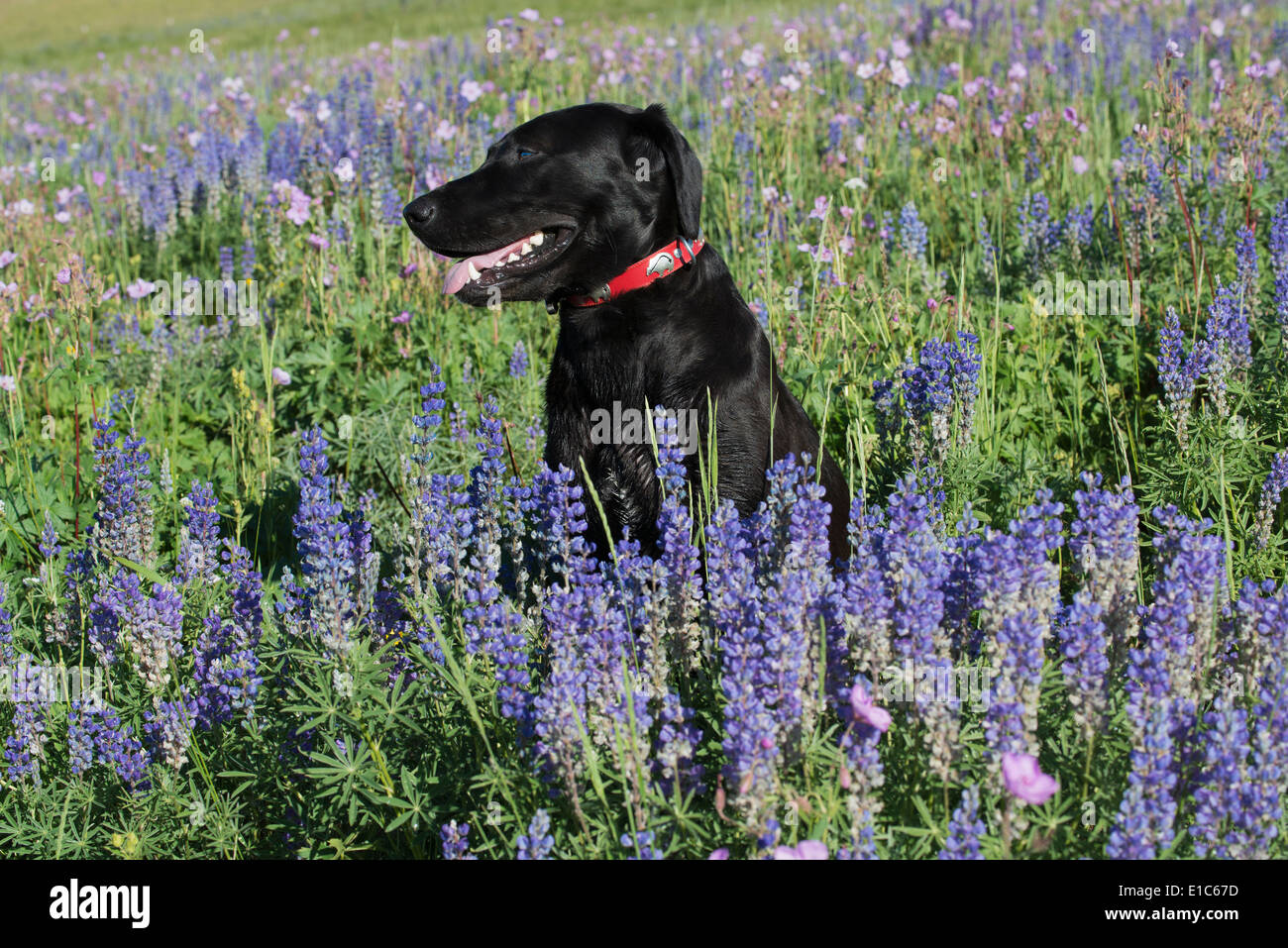 Un nero labrador cane seduto in un campo di erba alta e fiori blu. Foto Stock