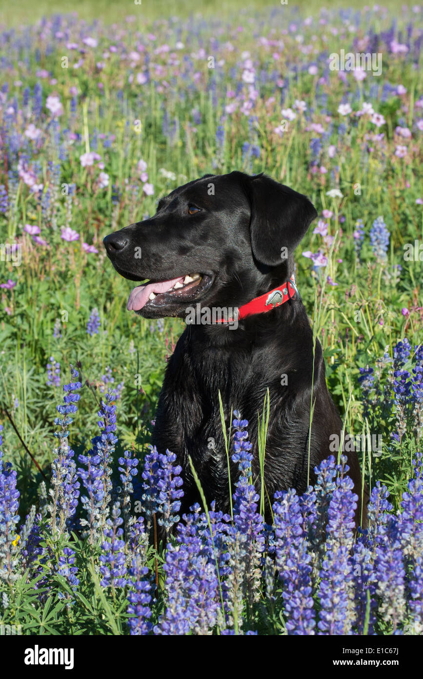 Un nero labrador cane seduto in un campo di erba alta e fiori blu. Foto Stock