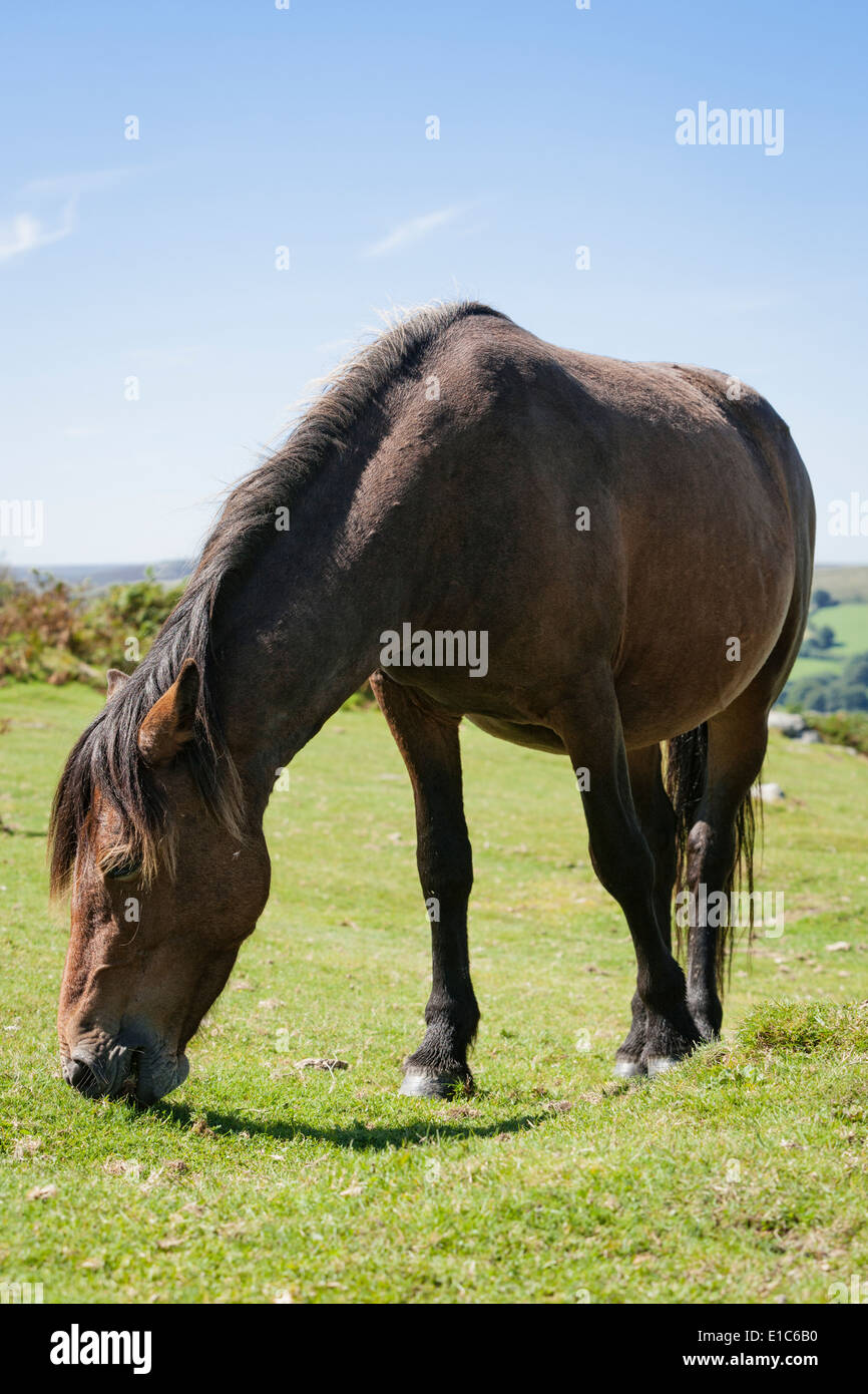 Dartmoor pony, parco nazionale di Dartmoor, Devon, Inghilterra, Regno Unito Foto Stock