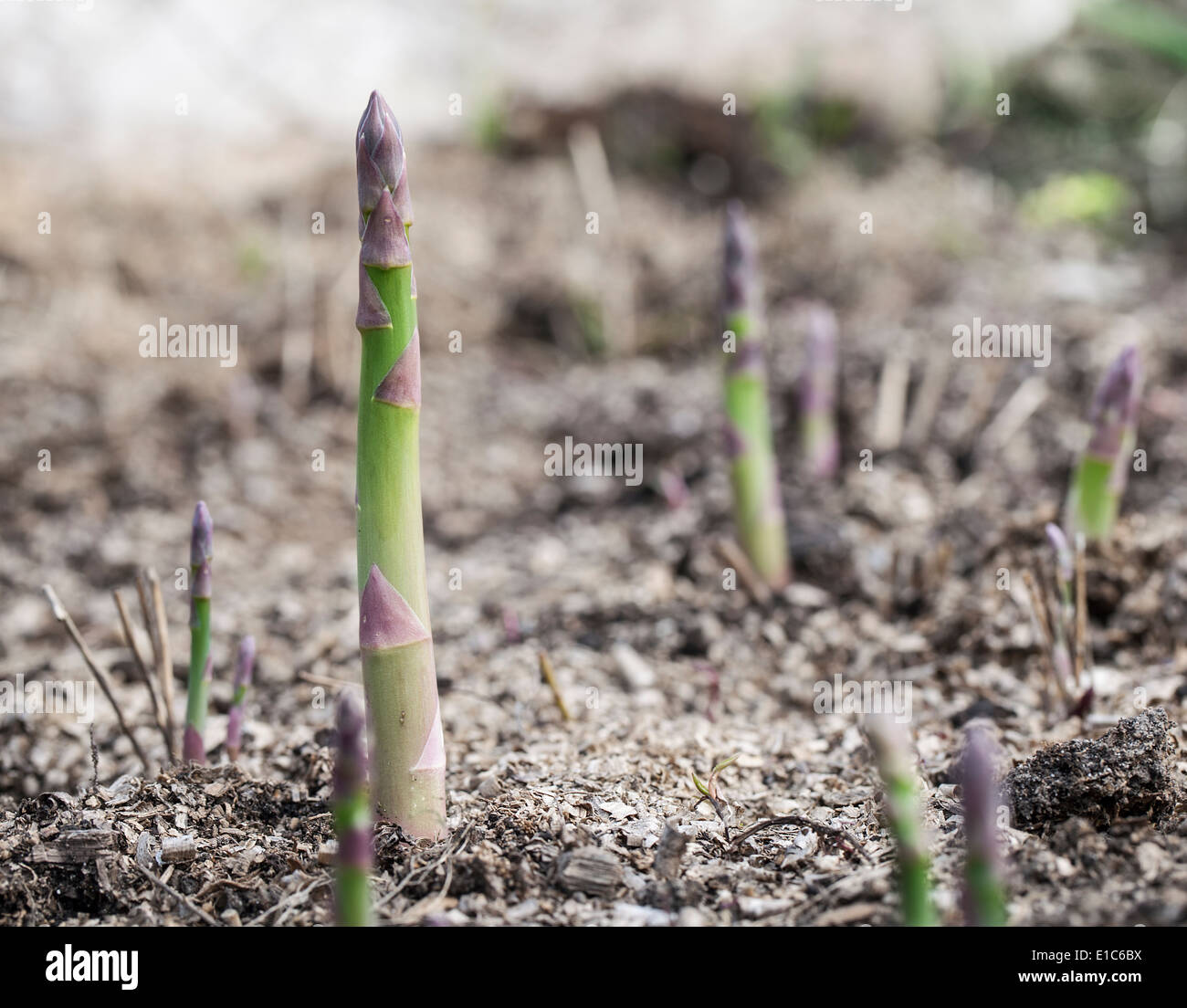 Processo di coltivazione di asparagi germogli. Foto Stock