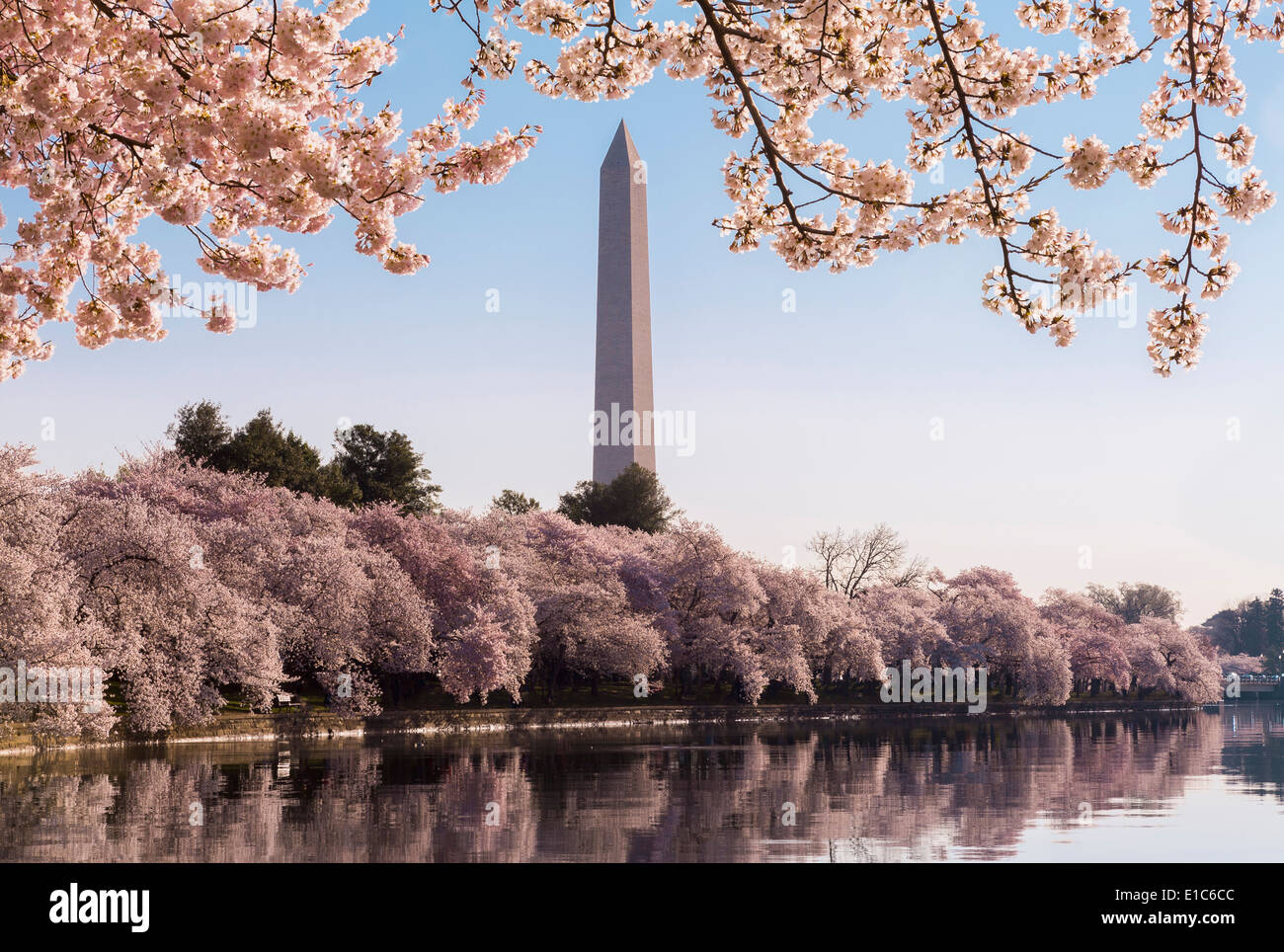 Il Monumento a Washington in primavera durante il Cherry Blossom Festival Foto Stock
