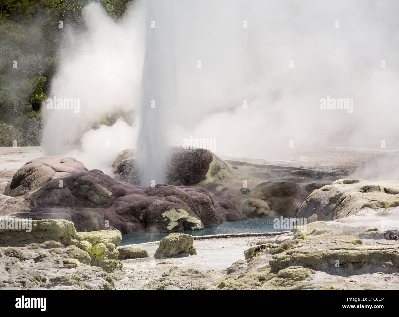 Geyser che erutta a Whakarewarewa area geotermale, Rotorua, Taupo zona vulcanica, Nuova Zelanda Foto Stock