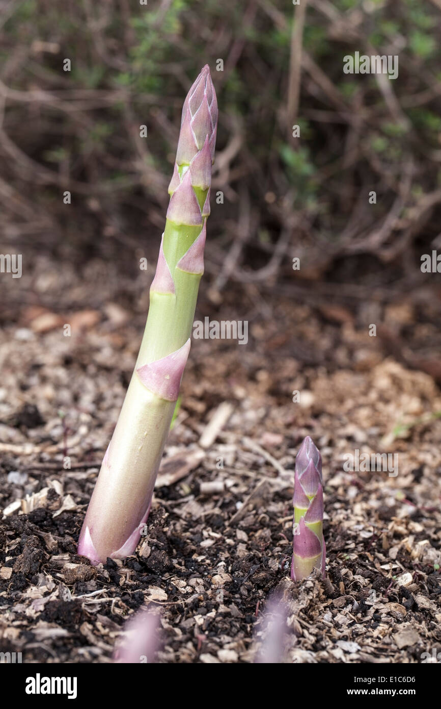 Processo di coltivazione di asparagi germogli. Foto Stock