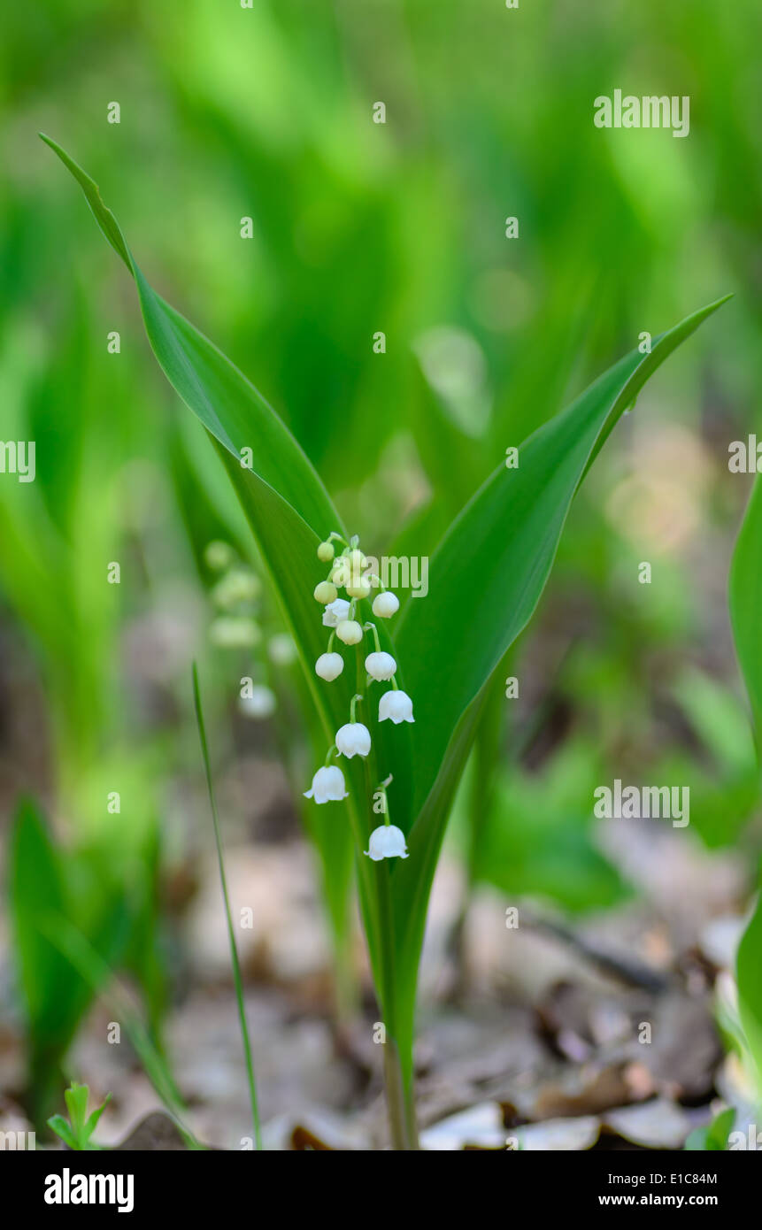 Chiudere fino a giglio della valle Foto Stock