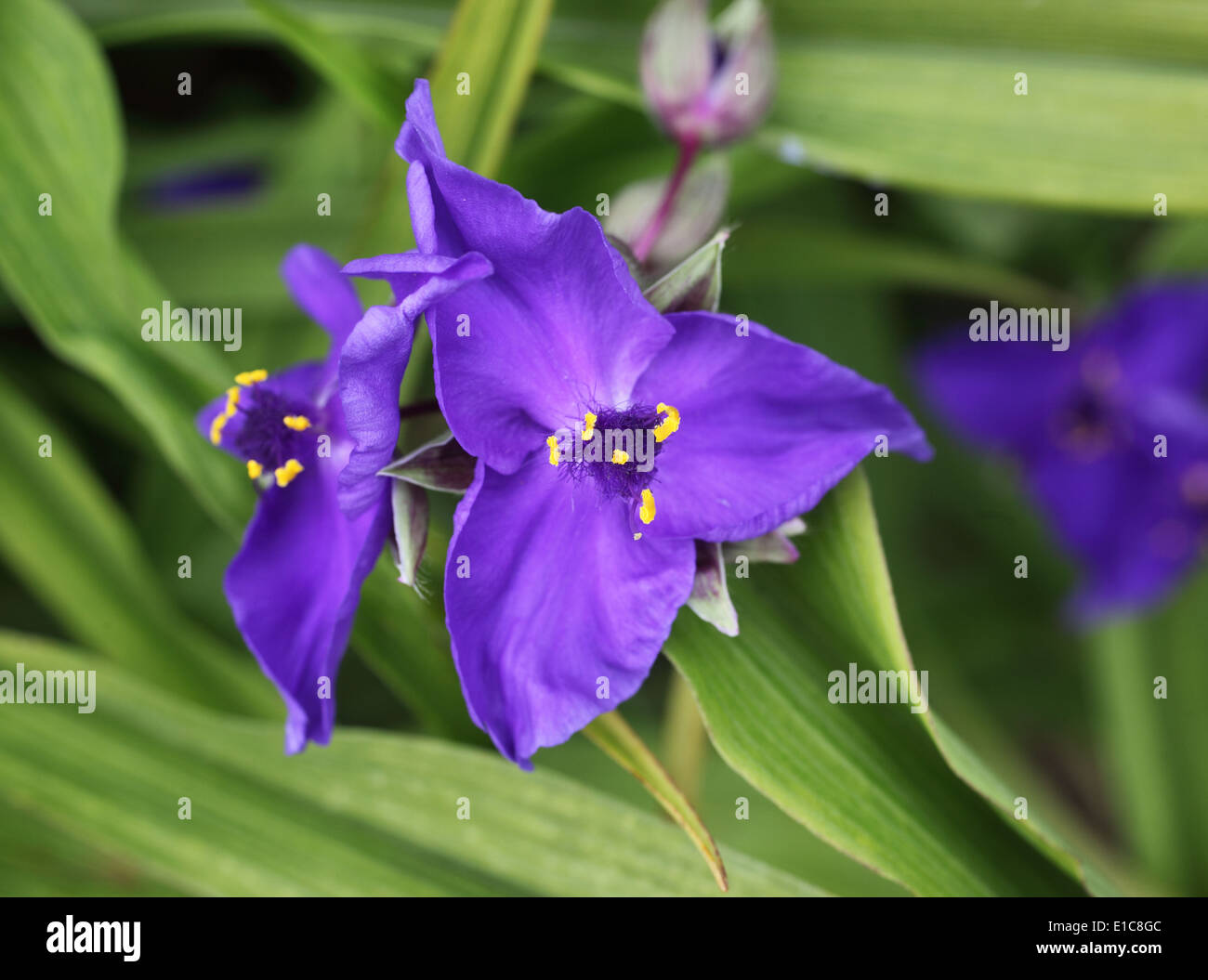 Tradescantia virginiana close up di fiore Foto Stock