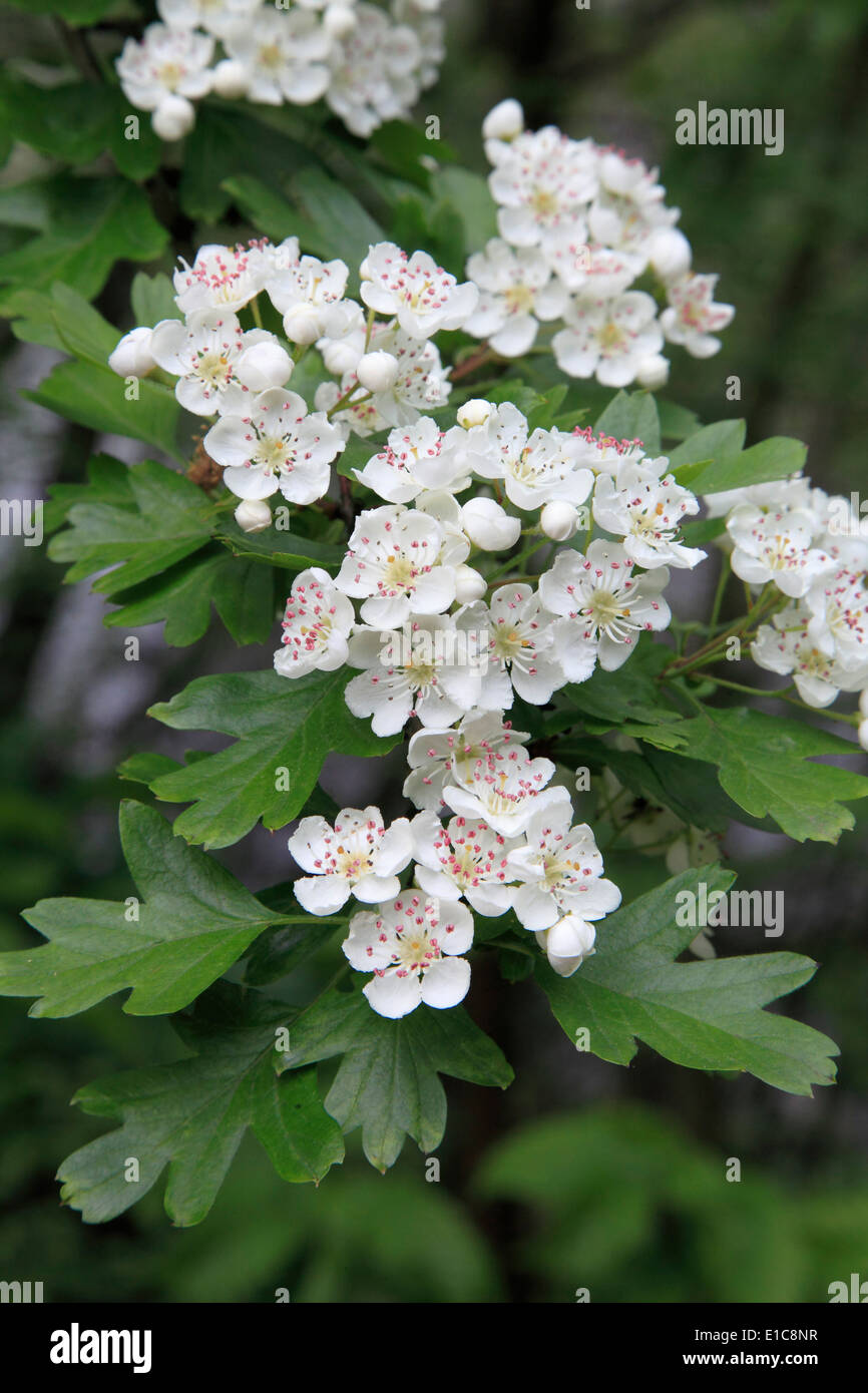 Regno Unito, Scozia, Glasgow, Kelvingrove Park, fiori, Foto Stock