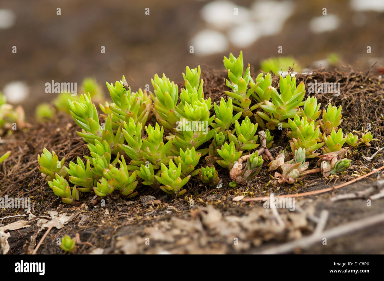 Mossy stonecrop (Sedum acre) cresce in un cluster di basso. Foto Stock
