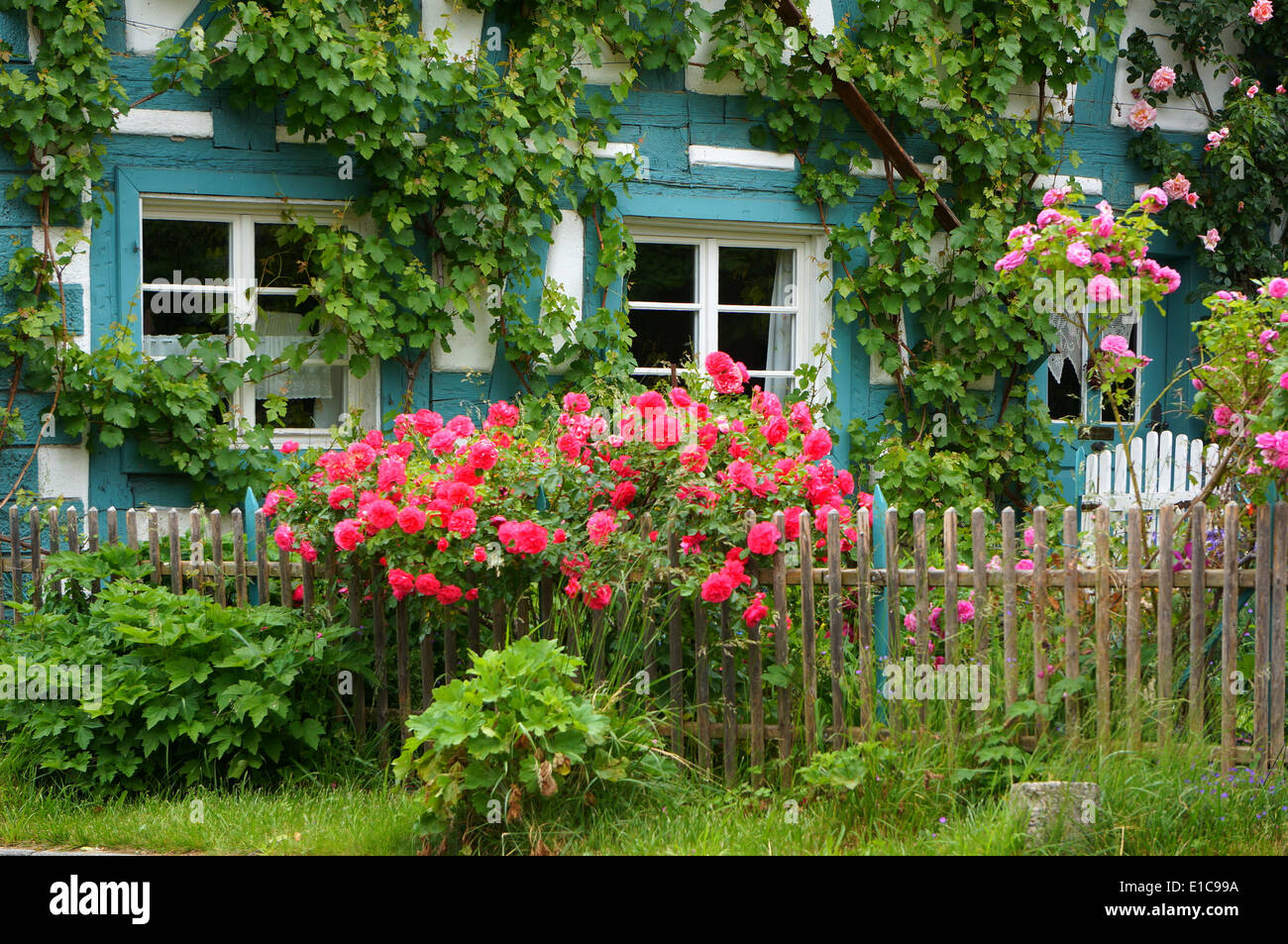 Una casa tradizionale con giardino di rose e vigneti nel sud della Germania Foto Stock