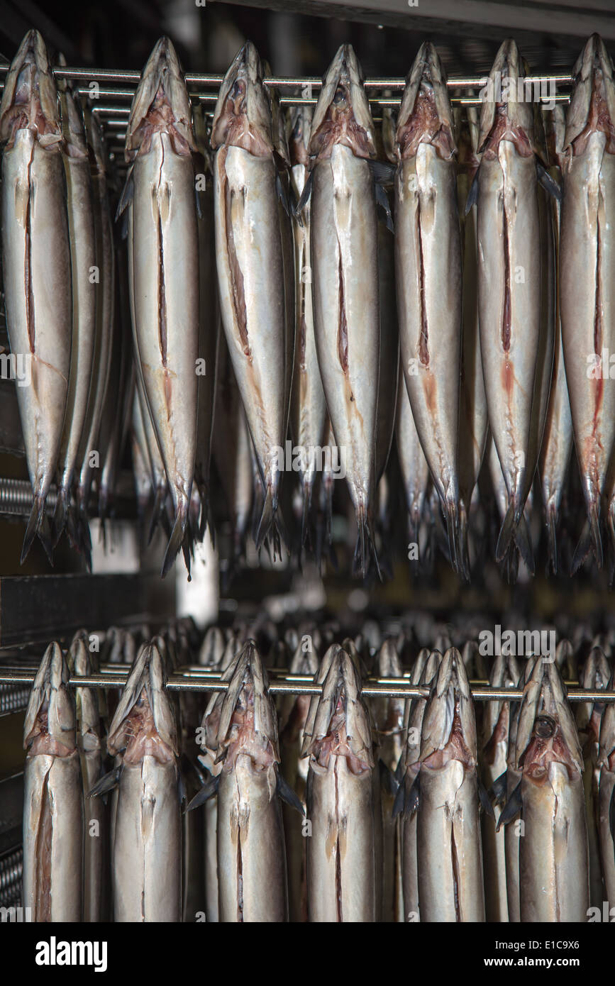 Preparate lo sgombro nel fumo macchina in fishindustry in Urk, Paesi Bassi Foto Stock