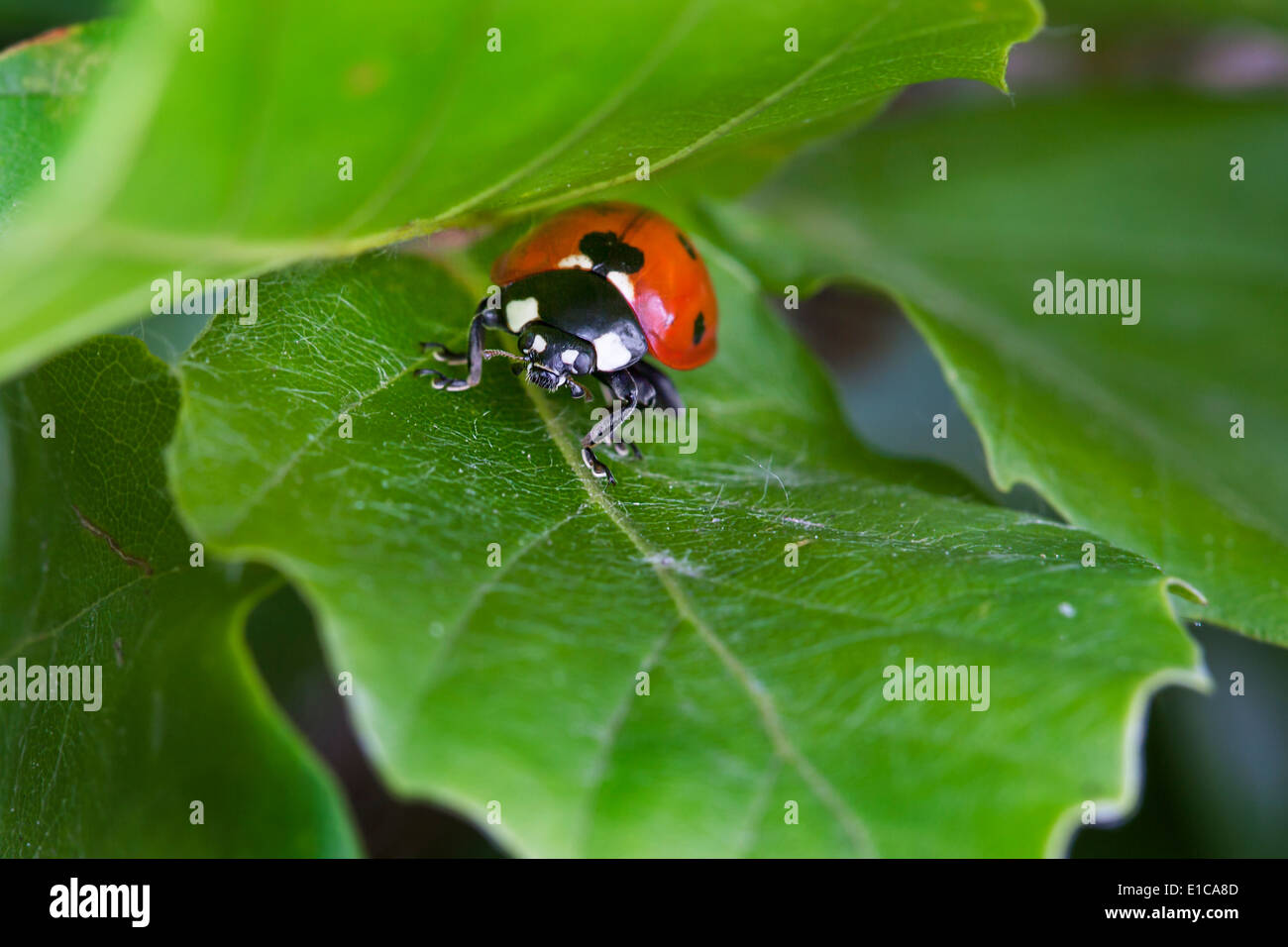 Sette-spot ladybird / sette-spotted ladybug (Coccinella septempunctata) sulla lamina Foto Stock