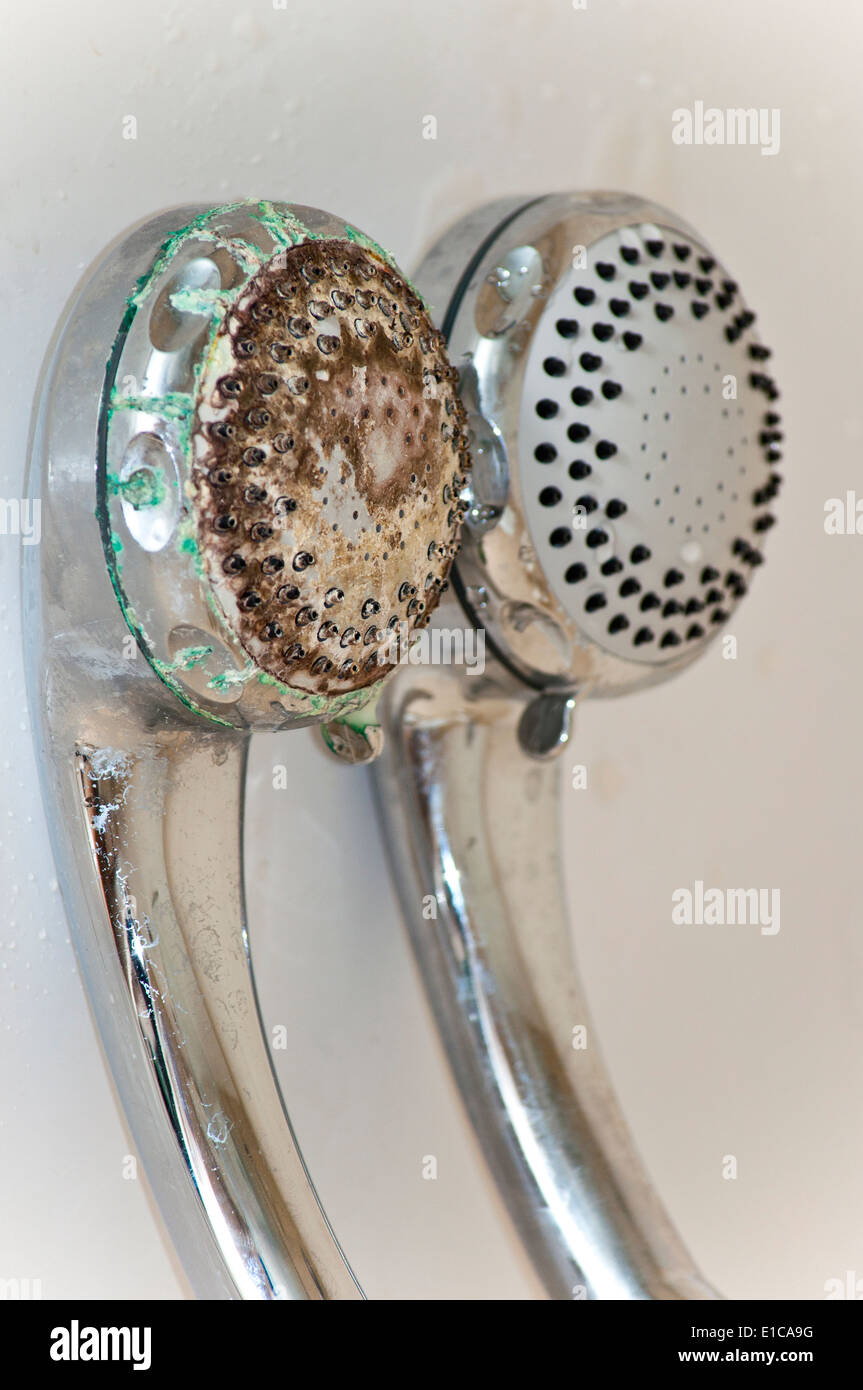 La formazione di incrostazioni di calcare sulla testa di doccia Foto stock  - Alamy