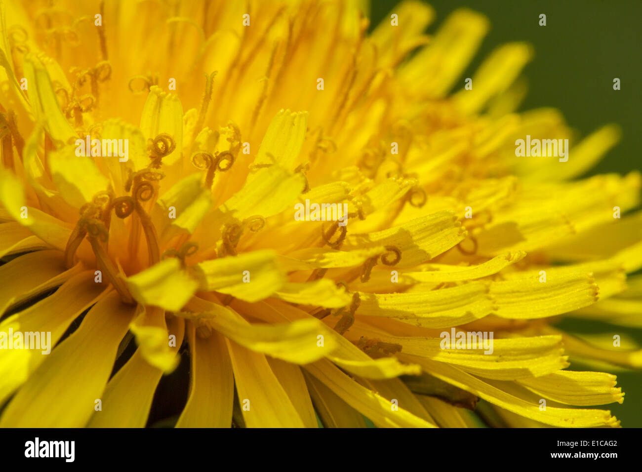 Comune di tarassaco (Taraxacum officinale) close up di testa in piena fioritura che mostra broccoli Foto Stock