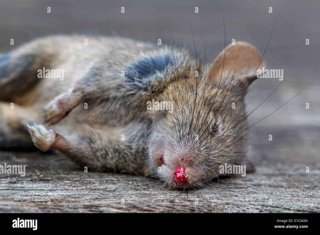 Ravvicinata di un bambino morto marrone (ratto Rattus norvegicus) Foto Stock