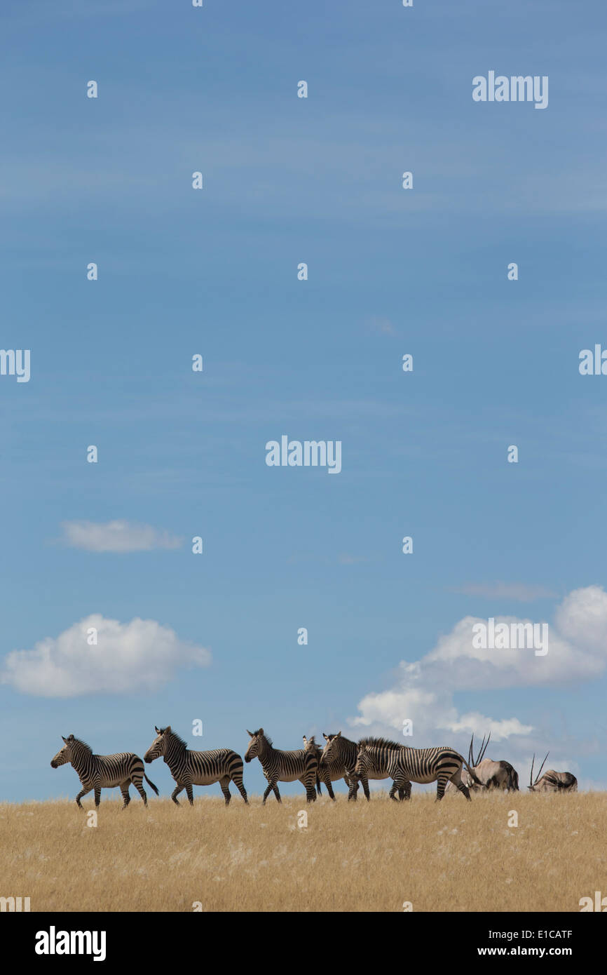 Allevamento di Zebra di montagna in erba gialla contro il cielo blu Foto Stock