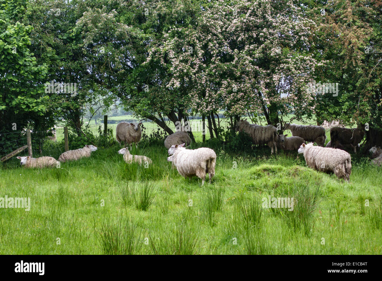 Pecore che riparano sotto una siepe di biancospino fiorito durante una doccia di maggio, Shropshire, Regno Unito Foto Stock