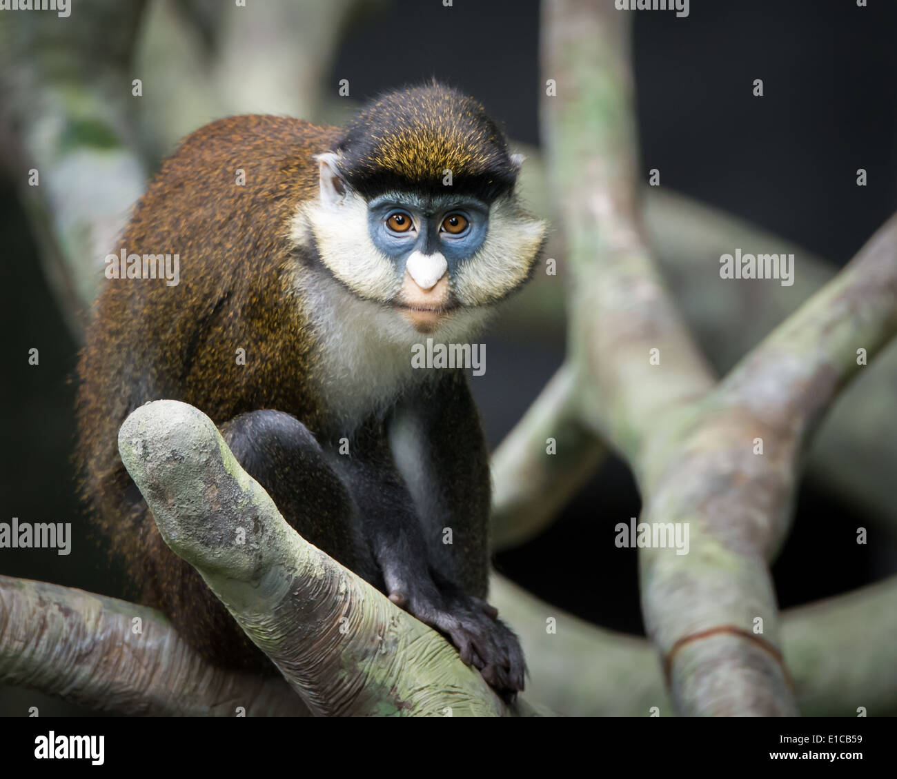 Ritratto frontale di Schmidt's Spot-Nosed Guenon Foto Stock