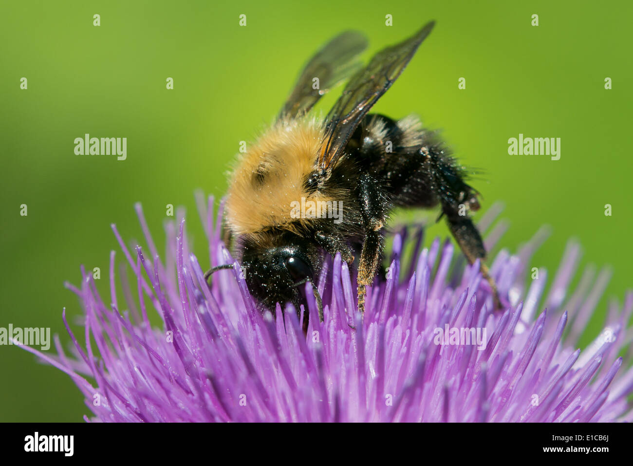 Bumblebee Macro on Viola Thistle Foto Stock