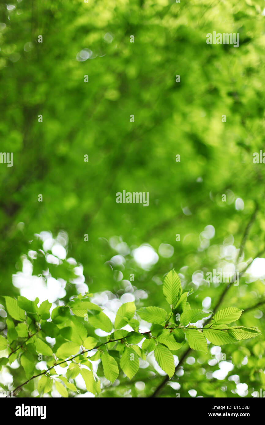 Naturale sfondo verde con foglie di lime. Foto Stock