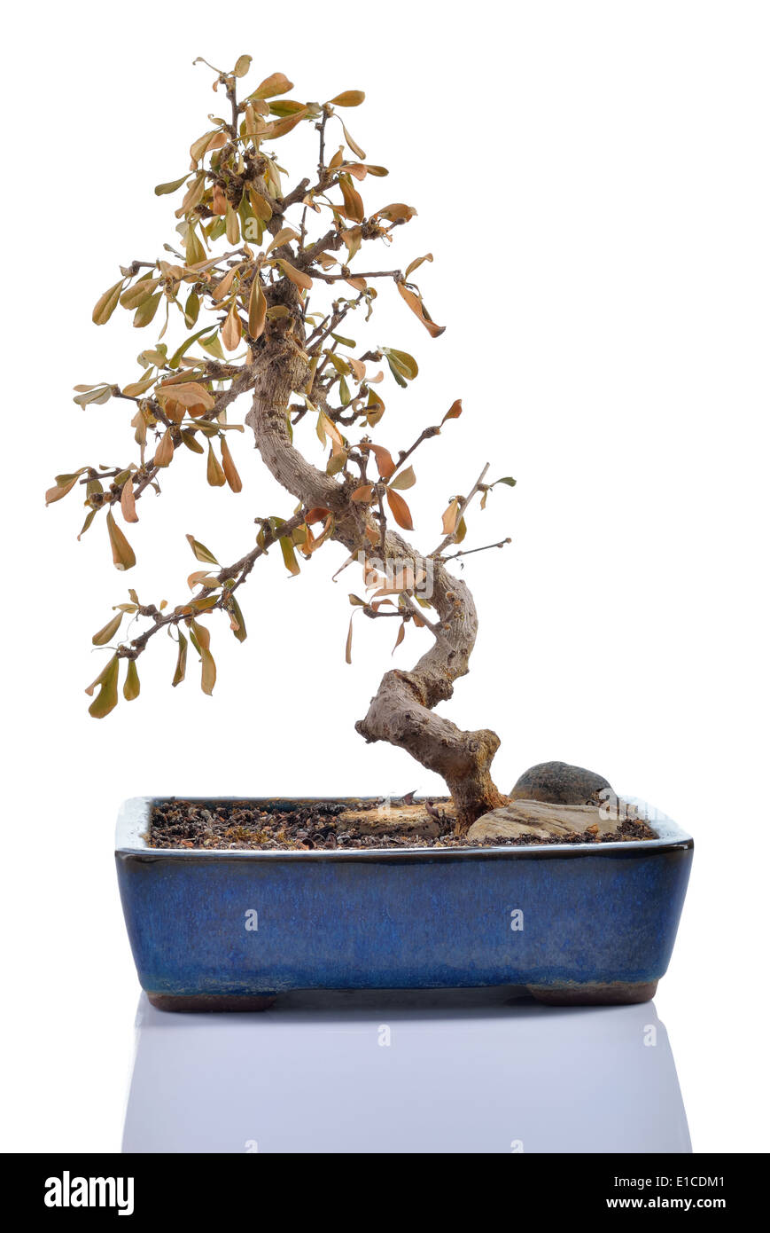 Pianta morta - Carmona retusa - con foglie secche in un bonsai pot isolati su sfondo bianco. Foto Stock