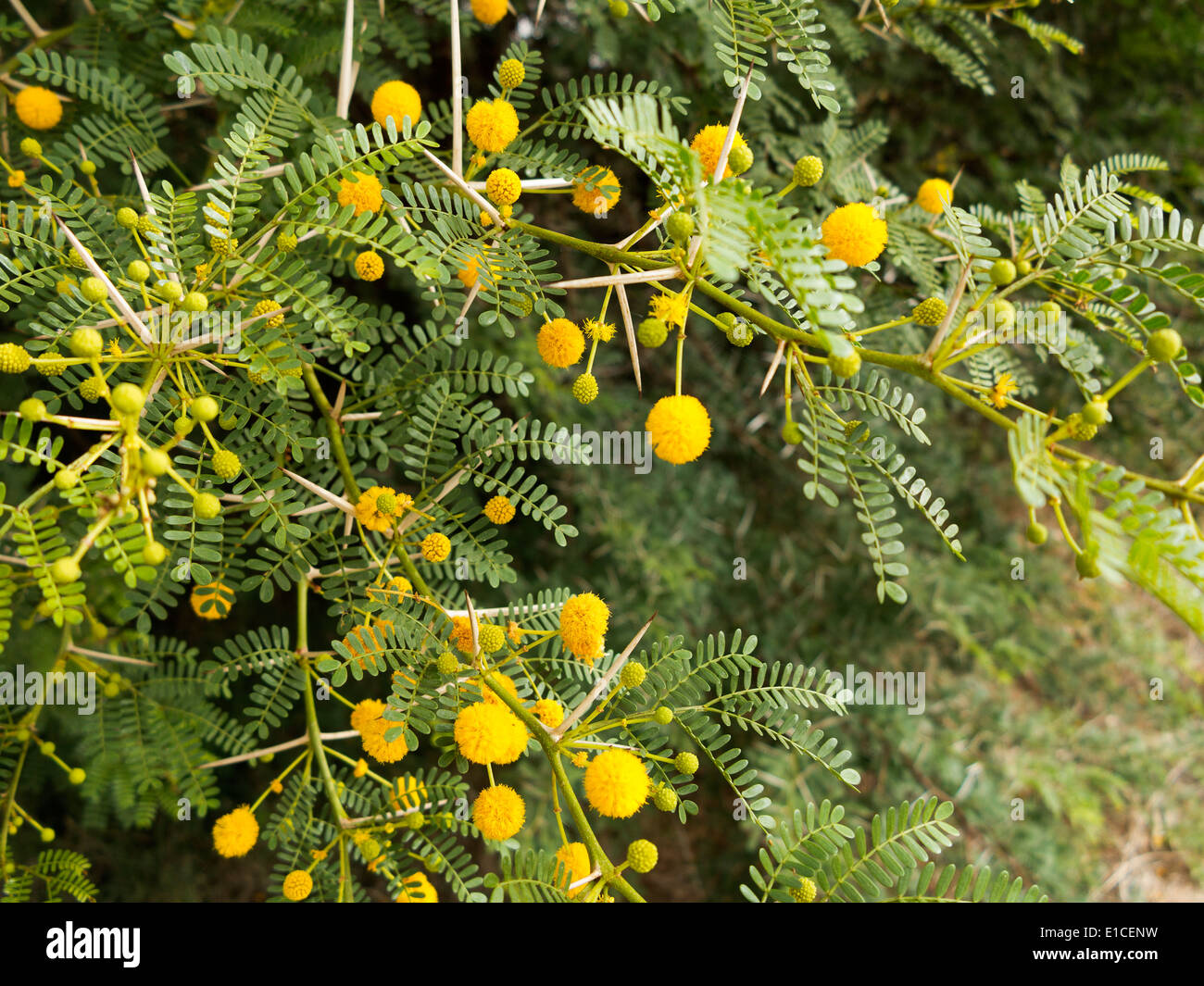 Dettaglio di un Vachellia farnesiana bush con fiori di colore giallo e spine Foto Stock