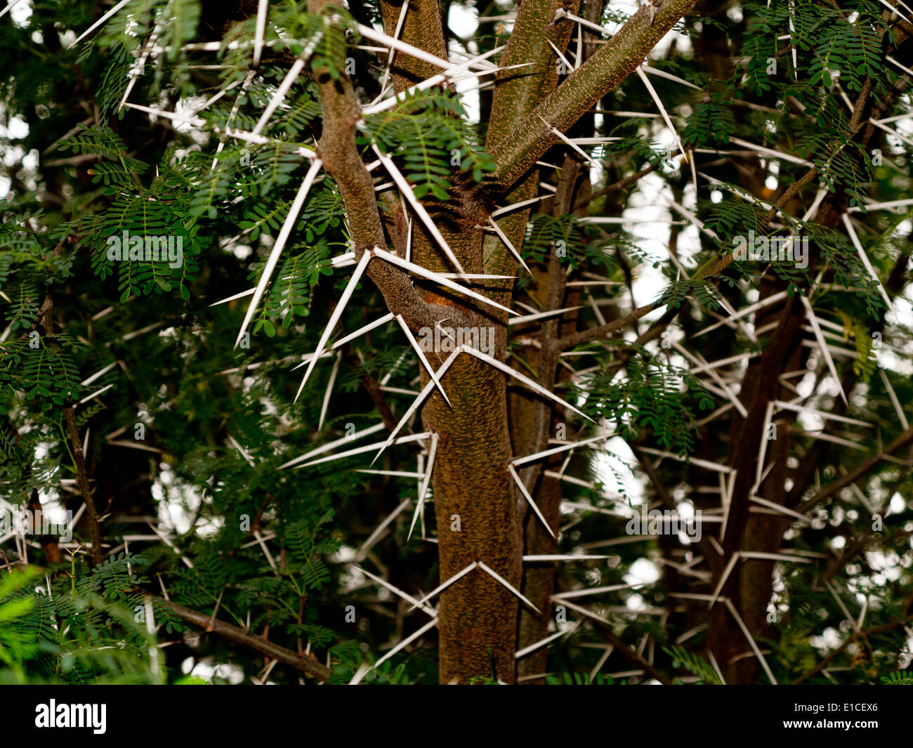 Dettaglio di un Vachellia farnesiana bush con spine di spicco Foto Stock