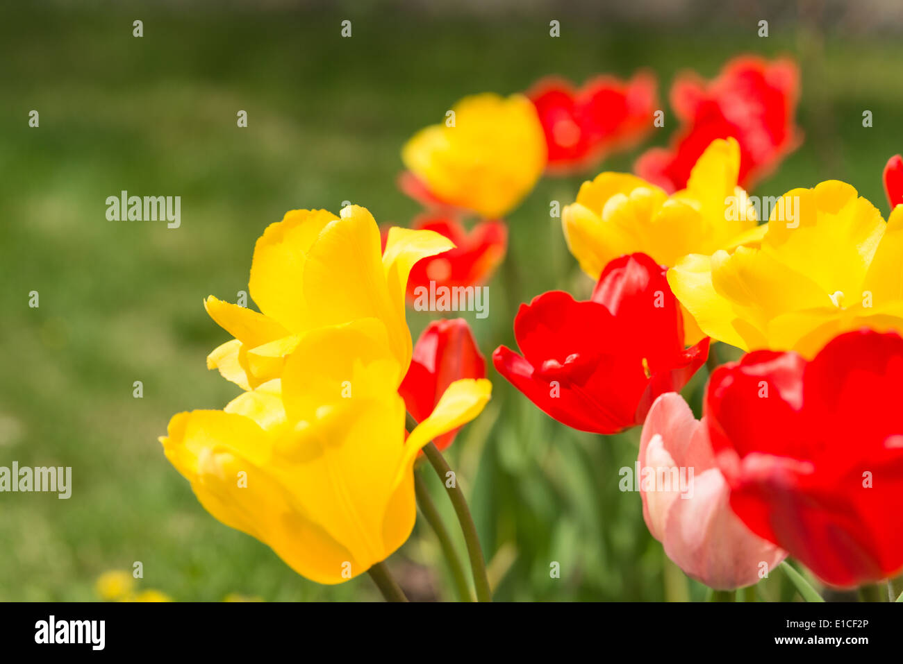 Giallo, rosso e rosa tulipani in un soleggiato giardino di primavera Foto Stock