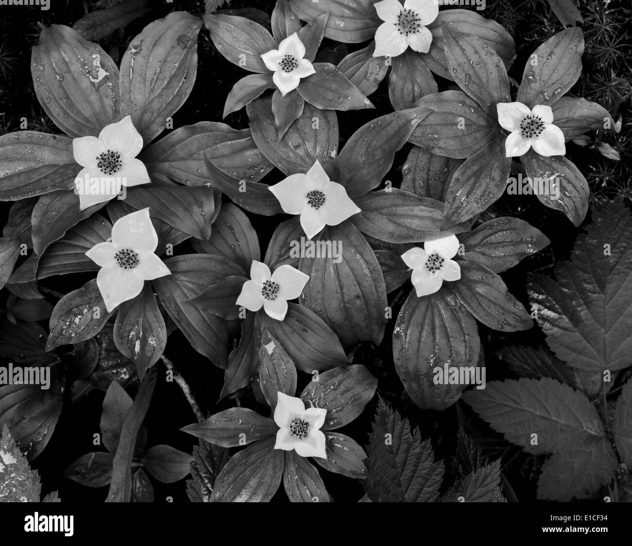 BW00557-00...WASHINGTON - Bunchberry o massa Sanguinello in Quinault la foresta pluviale del Parco Nazionale di Olympic. Foto Stock