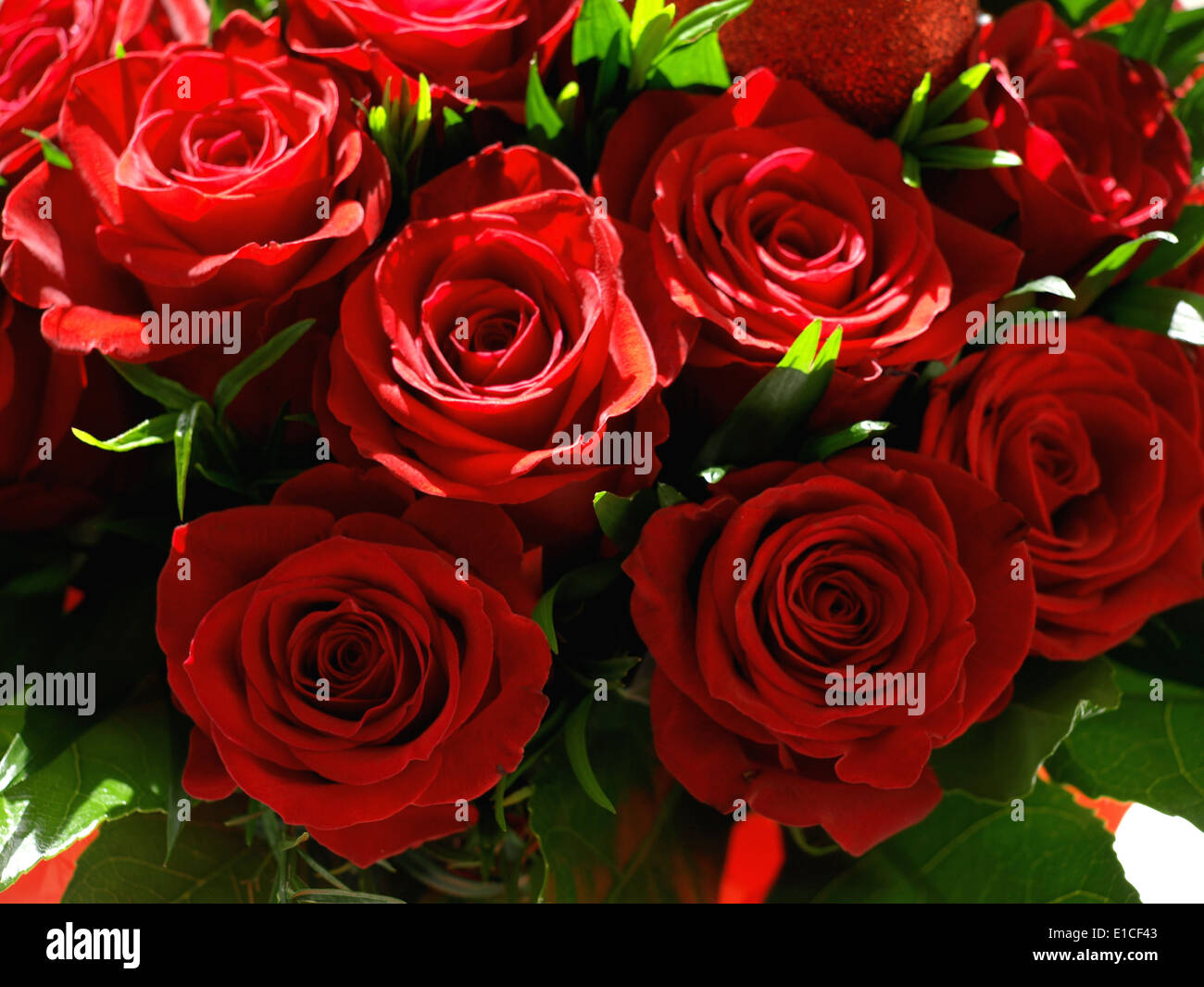 Rose rosse per il mio amore Foto Stock