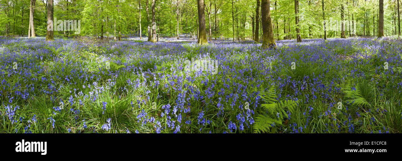 Una vista panoramica delle Bluebells nella Foresta di Dean a Bradley Hill, GLOUCESTERSHIRE REGNO UNITO Foto Stock