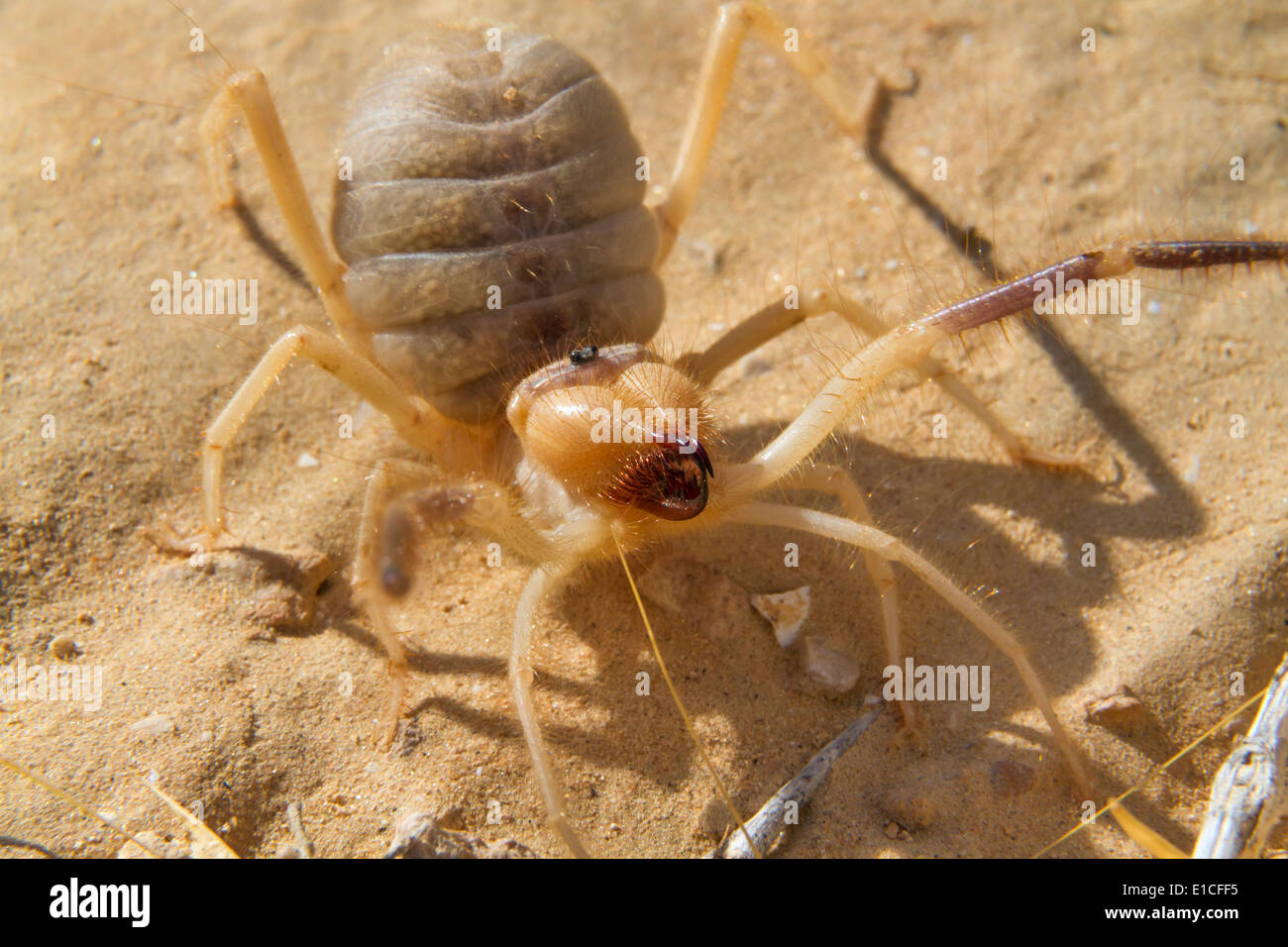 Grant's camel spider, o sun spider, o vento scorpion, o solifugo Galeodes (granti) nel deserto del Negev, Israele. Foto Stock