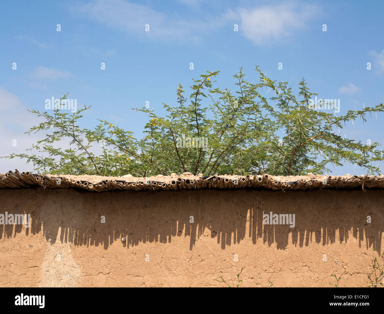 Acacia dietro e mudbrick edificio con bambù sporgenza del tetto la creazione di un modello di ombra sulla parete tutti contro un cielo blu Foto Stock