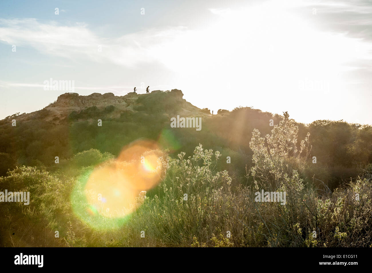 Torry pini del Parco statale al tramonto, La Jolla, California Foto Stock