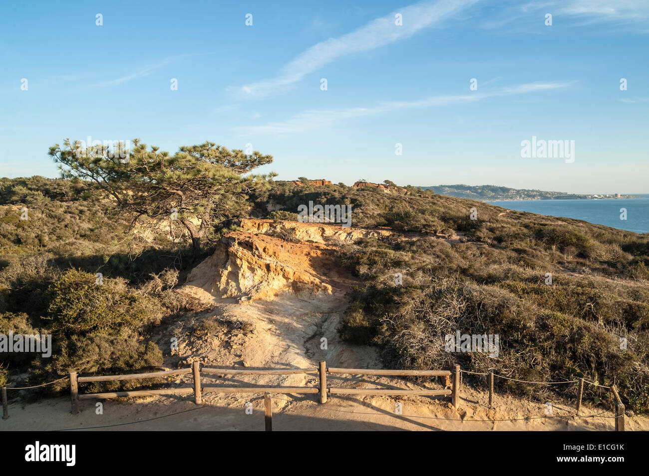 Torry pini del Parco statale al tramonto, La Jolla, California Foto Stock