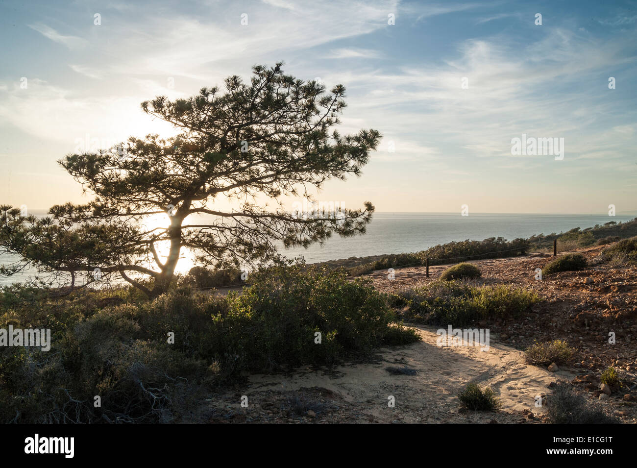 Torry pini del Parco statale al tramonto, La Jolla, California Foto Stock