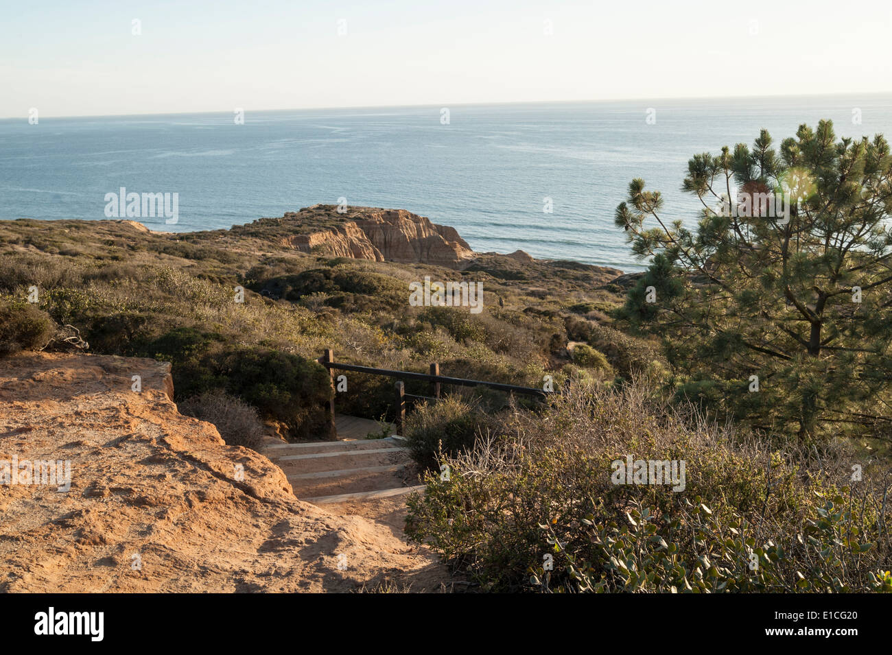 Torry pini del Parco statale al tramonto, La Jolla, California Foto Stock