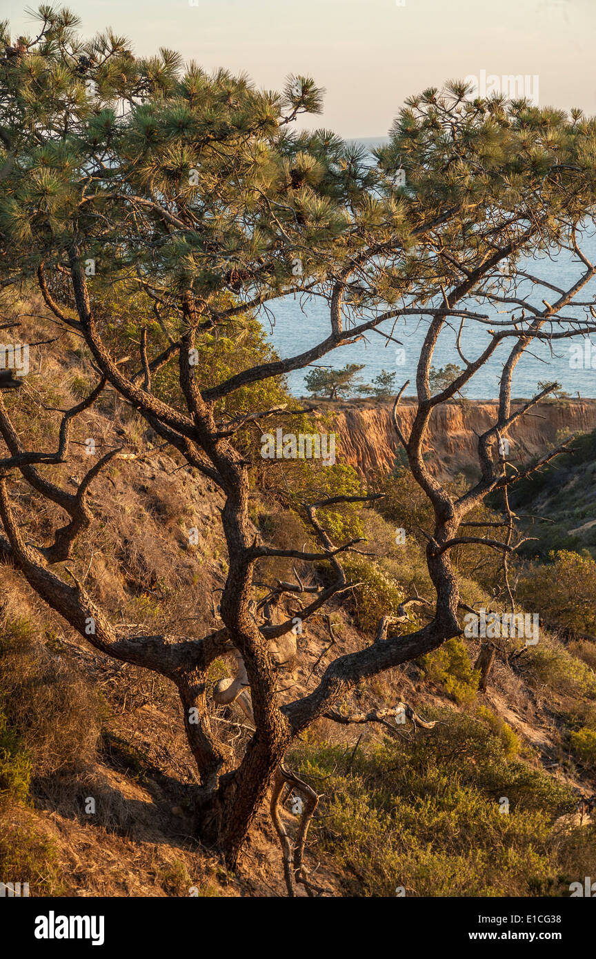 Scogliere e tramonto sull'Oceano Pacifico a Torrey Pines State Park, La Jolla California Foto Stock