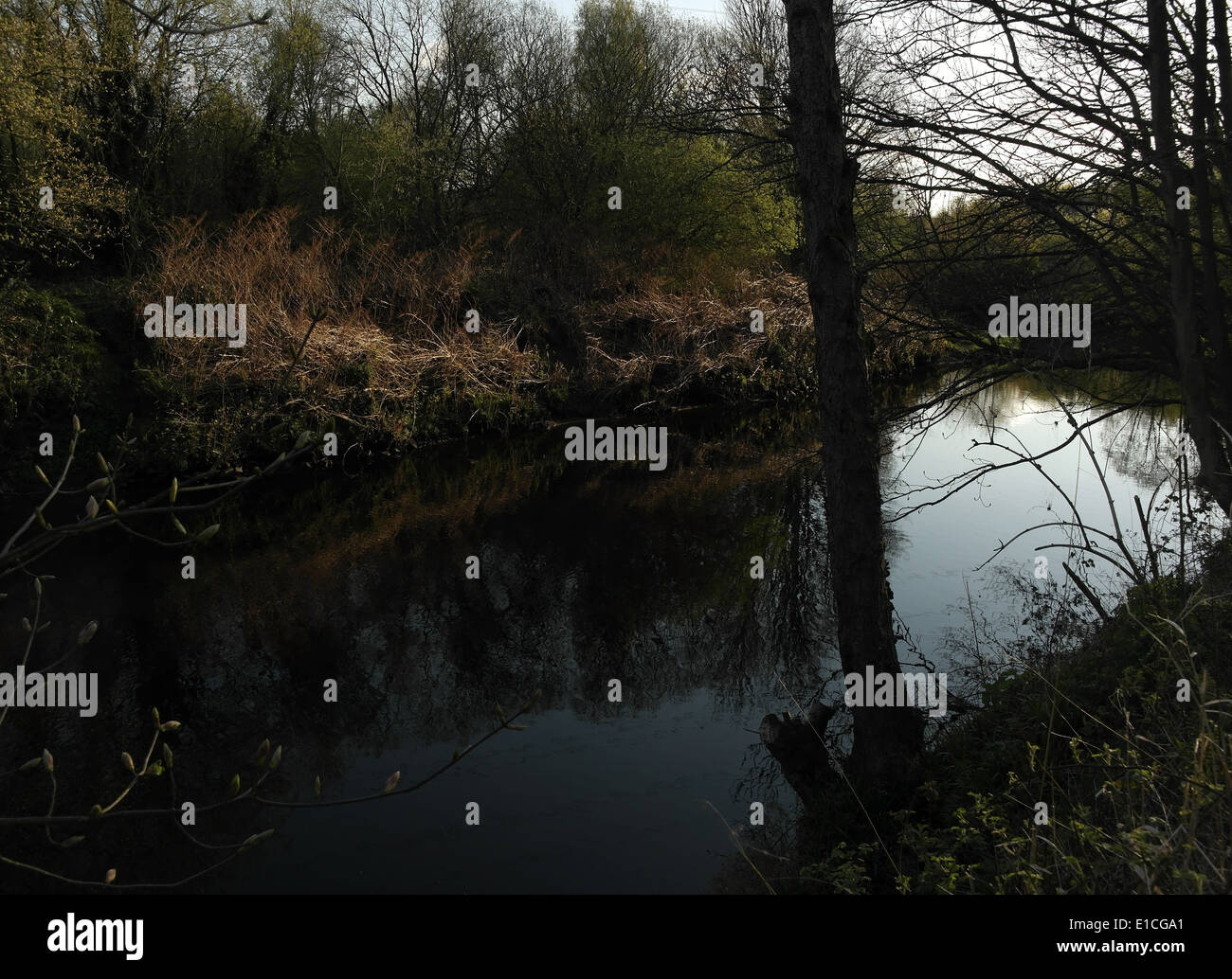 Vista serale silhouette banca del fiume alberi vetro riflettente-come acque fiume Calder, Cromwell fondo, vicino Elland, nello Yorkshire, Regno Unito Foto Stock