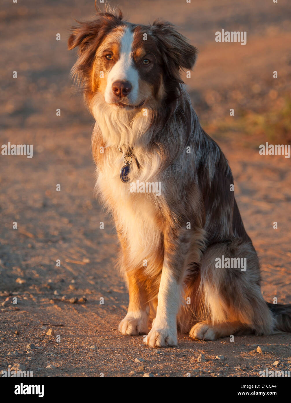 Australian bovini Dog-Border Collie mix Foto Stock